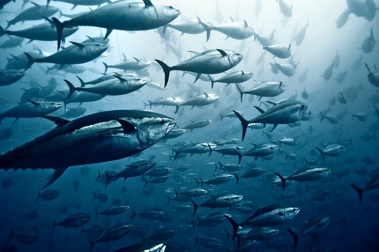 ‘Sea change can happen’: Plant-based pork major expands into ‘next big protein’ seafood