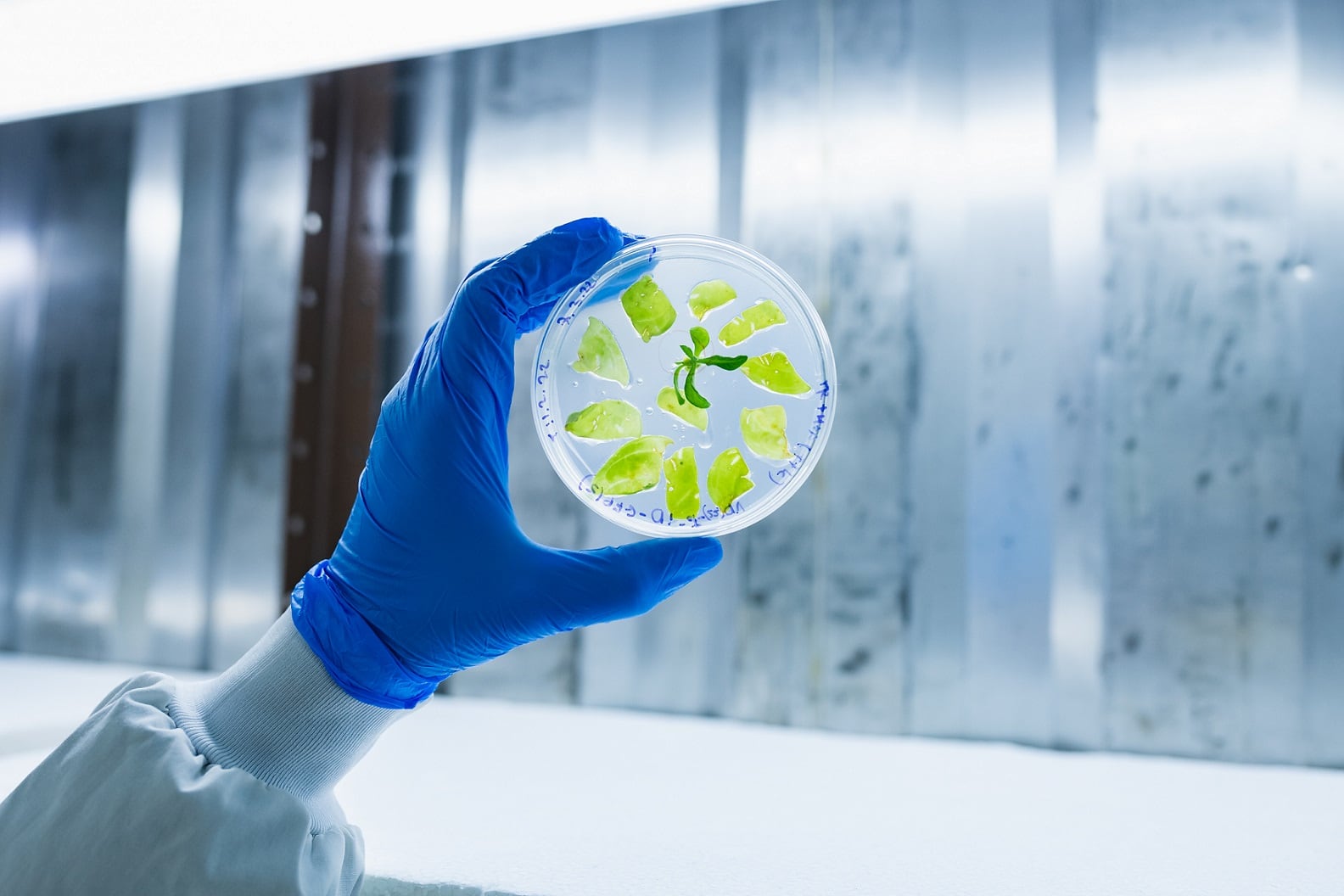 ‘BioBetter has the key to scale-up cultivated meat’: An innovative approach to growth factors could cut cultured meat costs