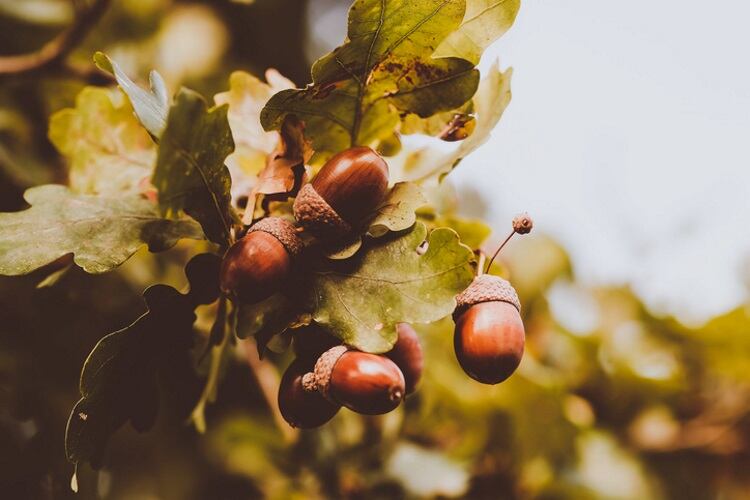 ‘My dream is to see an acorn section in every supermarket’