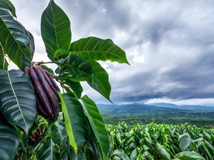 Cocoa crisis hits chocolate: Which companies can weather the storm, financially? 