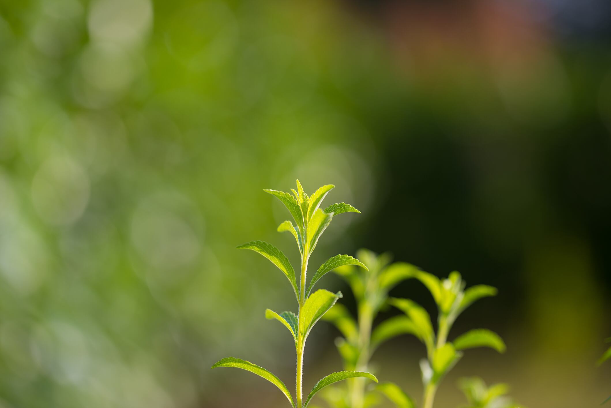 Not just a sweetener: PureCircle to launch stevia protein, fiber, antioxidant ingredients