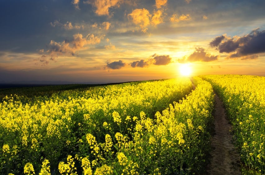 Apetit-develops-first-of-its-kind-rapeseed-protein-BlackGrain.jpg
