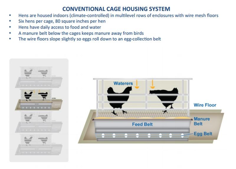 conventional-housing-system-caged-eggs.jpg