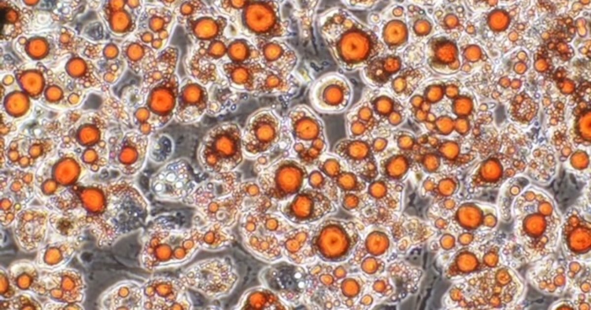 UK government backs cellular meat innovator: ‘Developing cultivated ...
