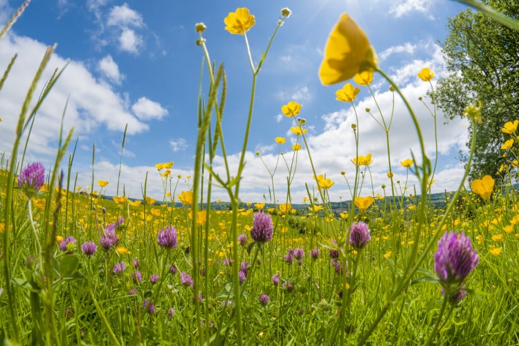 Grasslands in crisis: Why the food industry should act now