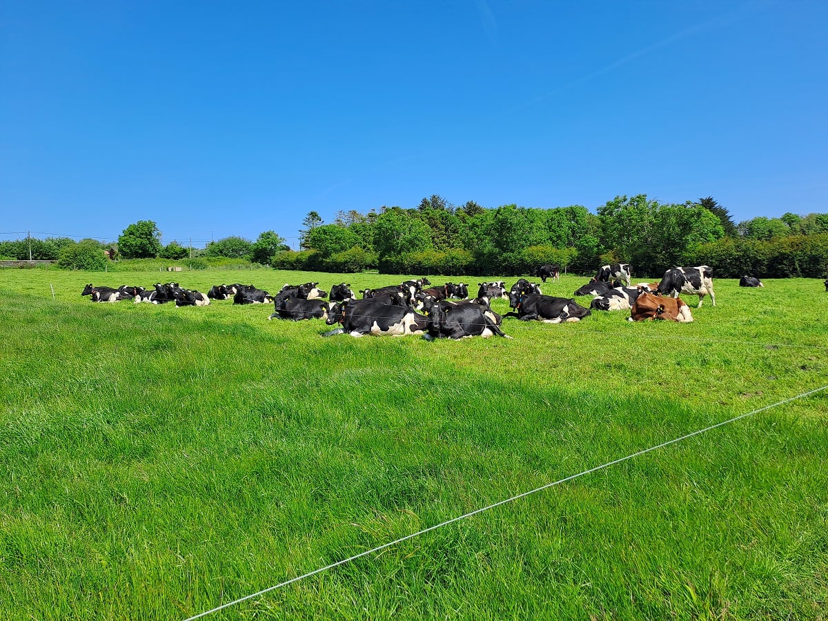 Grazing, genetics and feed: How is Ireland tackling the methane emissions challenge in dairy cows?