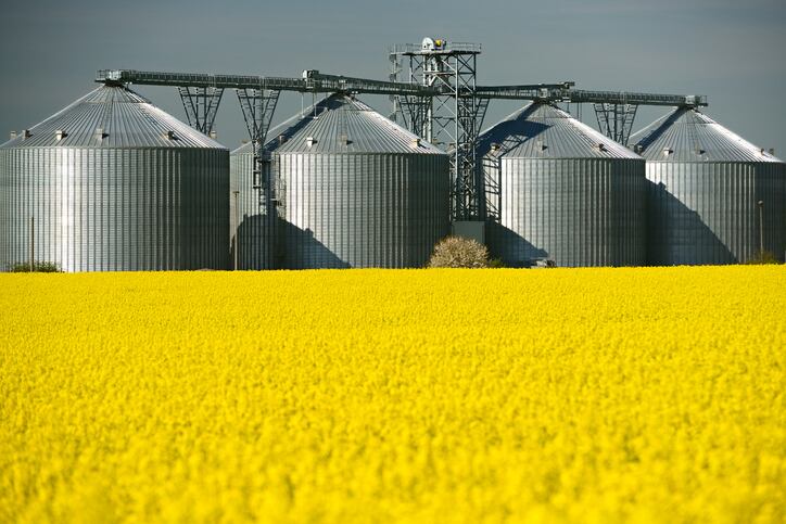 In-race-to-create-omega-3-rich-canola-small-number-of-canola-fields-contaminated-but-FDA-safety-questions-not-triggered.jpg