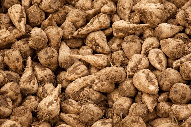 Royal Cosun bets on potatoes and sugar beet for plant-based alternatives
