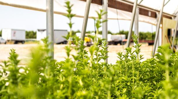 Stevia-First-stevia.jpg