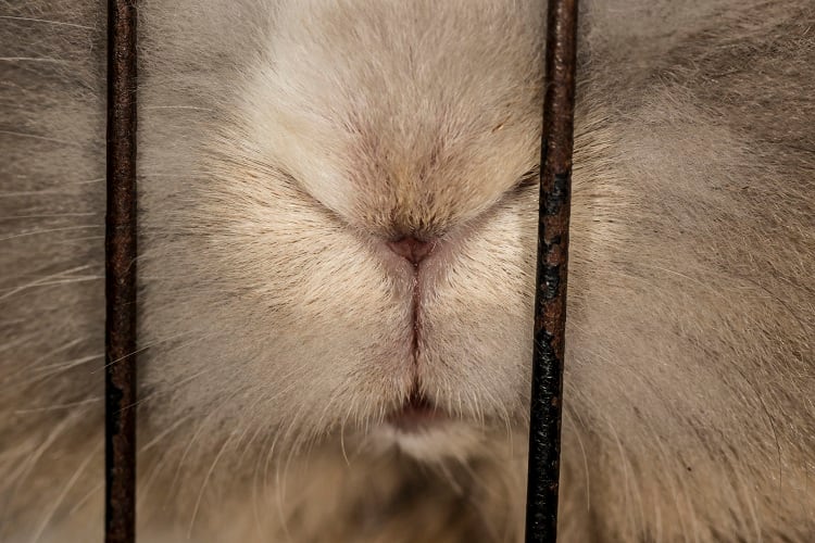 rabbit-sarahmariebuhr.jpg