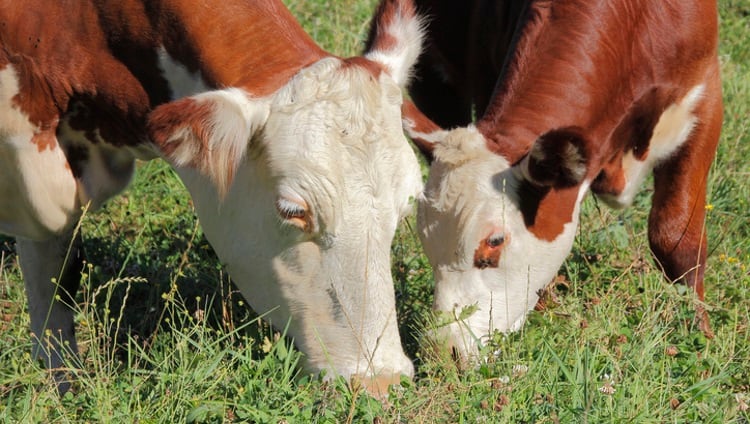 New-Zealand-cattle-numbers-grow.jpg