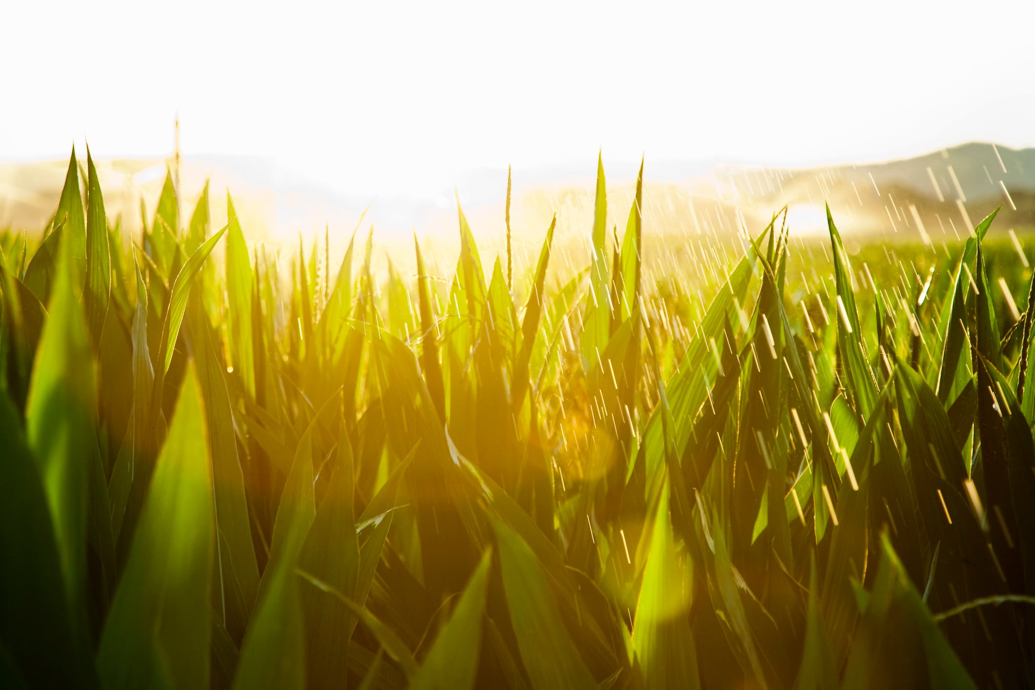 Cornfield in the sun