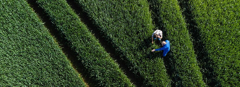 People in field