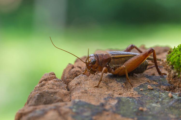 Edible insects in focus part III: Farming, from Mexico to Ontario to Israel… ‘At this point, if you're still in business, you definitely know what you're doing’