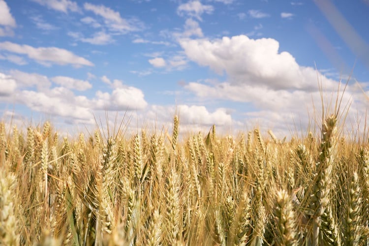 wheat-Gary-Yeowell.jpg