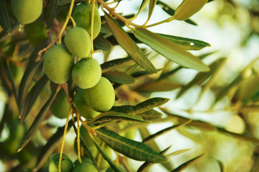 ‘Arming ourselves with credibility and trust’: Terra Delyssa leverages blockchain to fly the flag for Tunisian olive oil