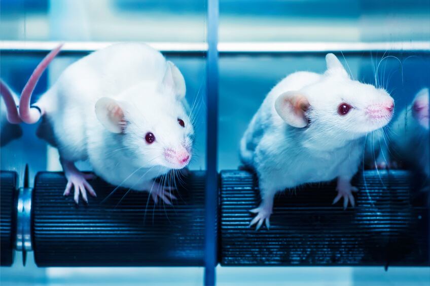 mice-animal-experiment-research-science-iStock.com-MarquesPhotography.jpg
