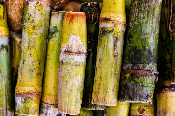 sugar-cane-Sergio-Mendoza-Hochmann.jpg