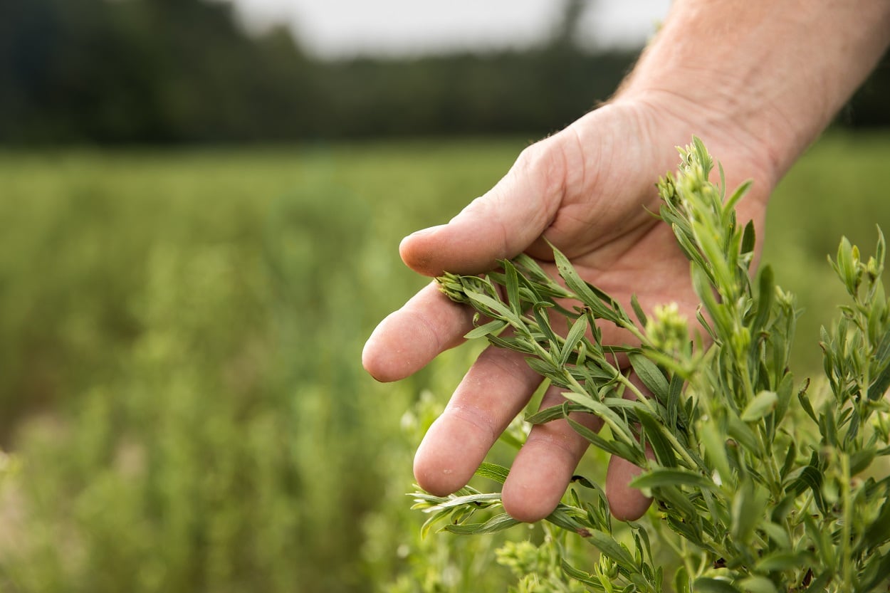 PureCircle-to-increase-Starleaf-stevia-acreage-following-first-commercial-scale-harvest-in-US.jpg