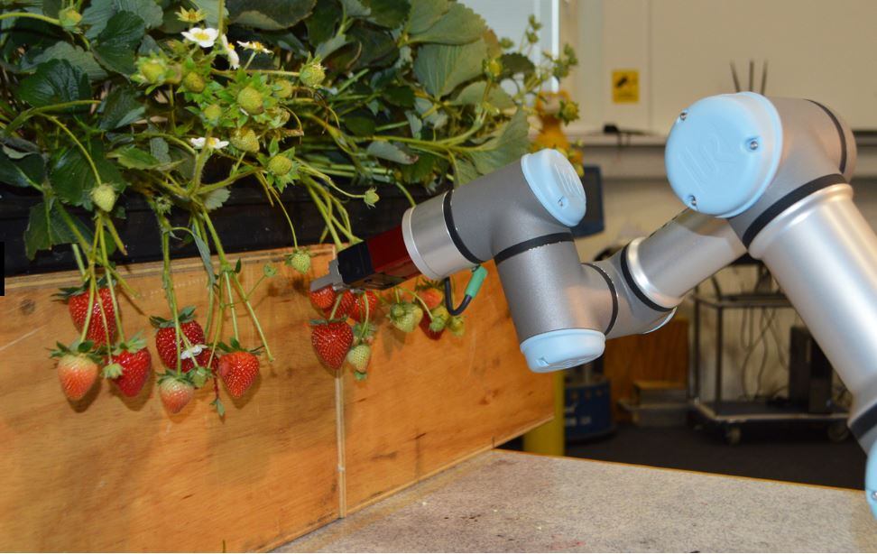 strawberry-picking-robot.jpg