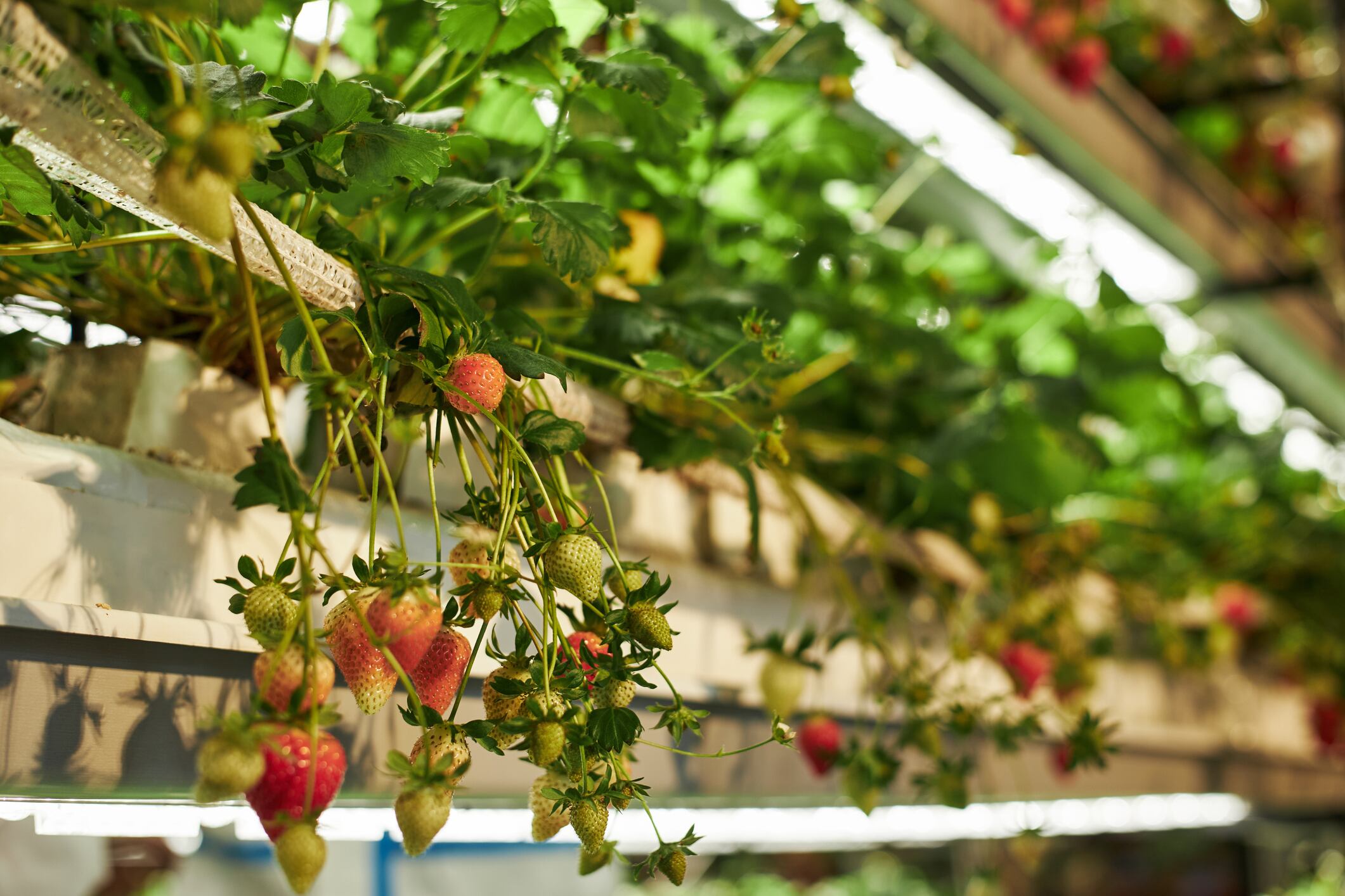 Rows of ripe and unripe strawberries growing on elevated hydroponic system in greenhouse, green leaves and hanging fruit clusters visible, modern agricultural technology in use