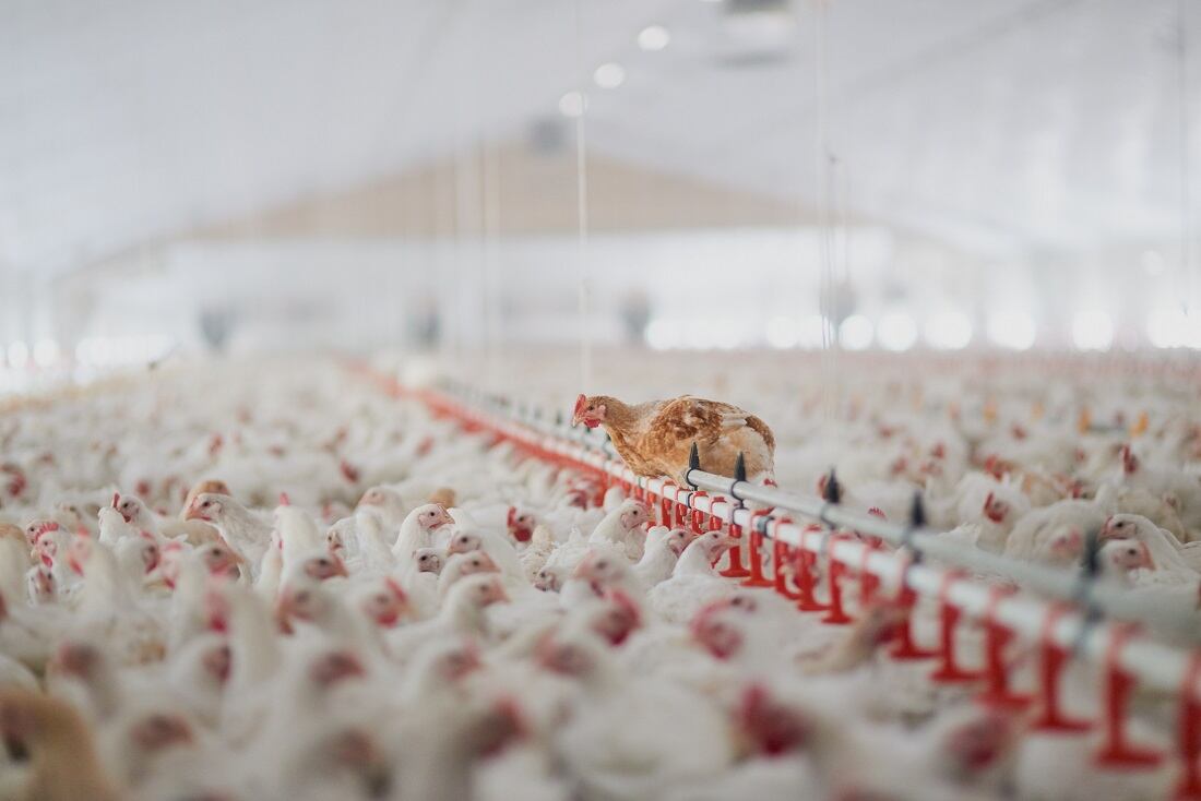Majority of animal protein companies 'too slow to act' on pressing sustainability risks, reports FAIRR