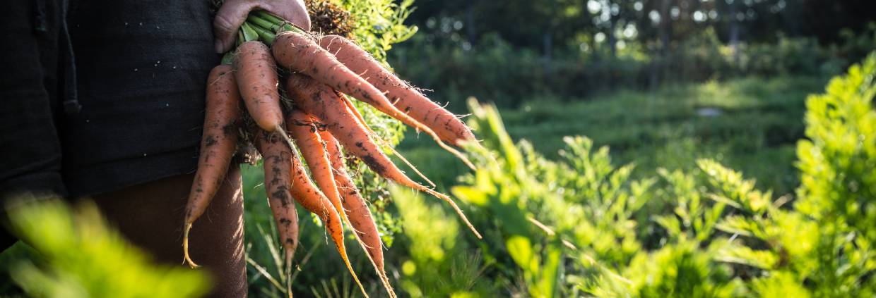 How the EU can strengthen authenticity and transparency with ingredients