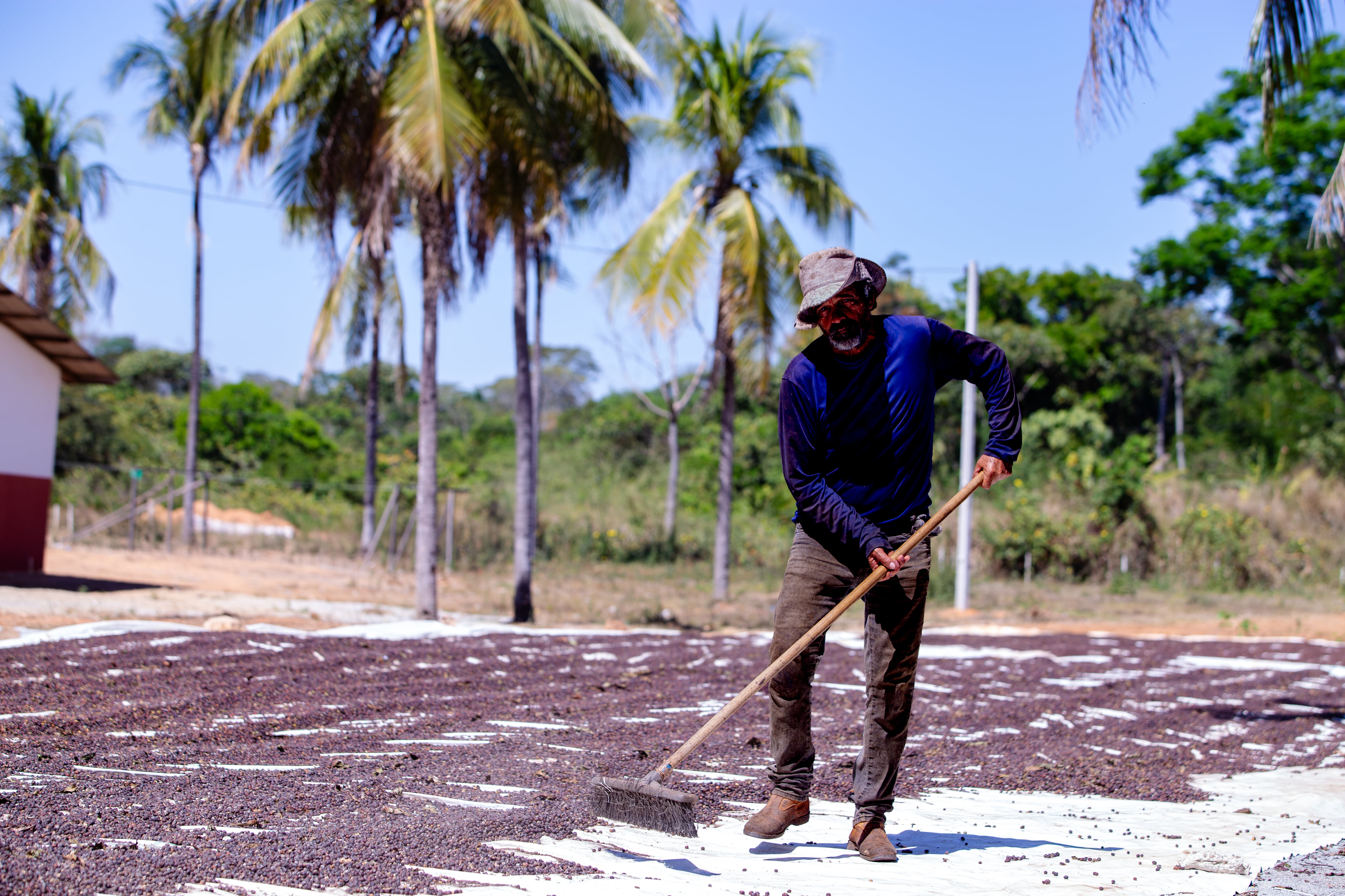A full-body shot of a farmer, wearing a hat and long-sleeved shirt, actively using a rake to spread coffee beans on a large white tarp laid out on the ground. The sun is bright, highlighting the process of sun-drying the coffee. In the background, tall palm trees and lush green foliage under a clear blue sky suggest a tropical or subtropical agricultural setting. A small building is visible on the far left, adding to the rural scene. The image captures the diligent work involved in coffee production.