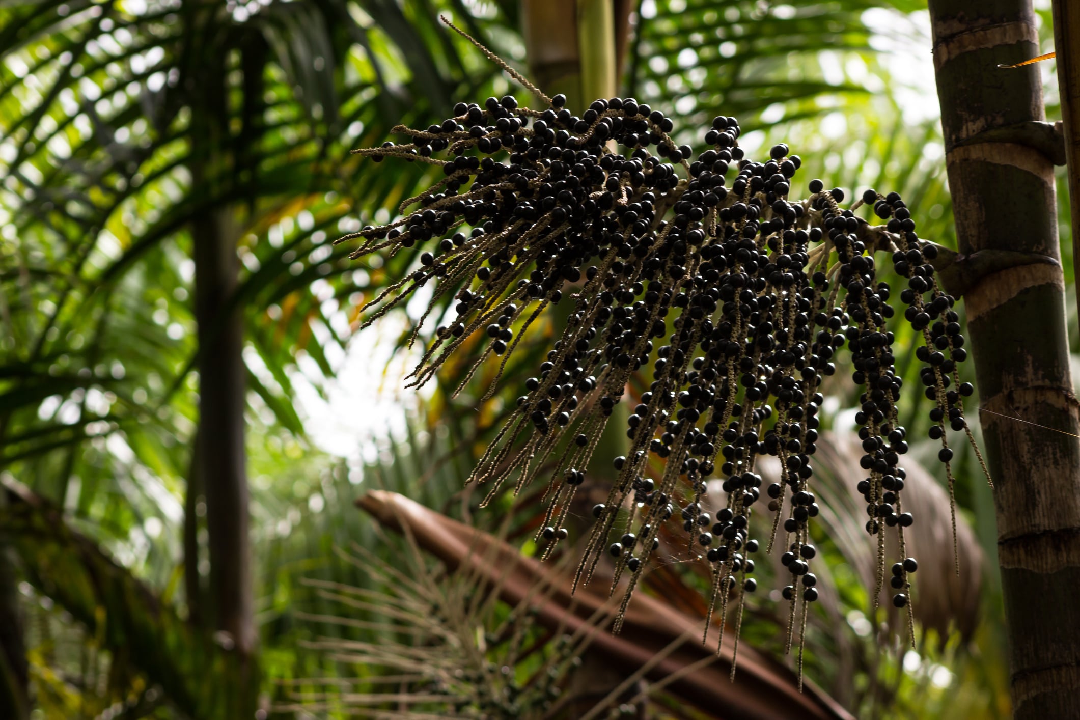 Sambazon denies allegations it had violated biopiracy laws