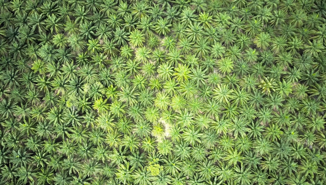 Replacing palm oil? Synthetic alternatives ‘several years’ from development