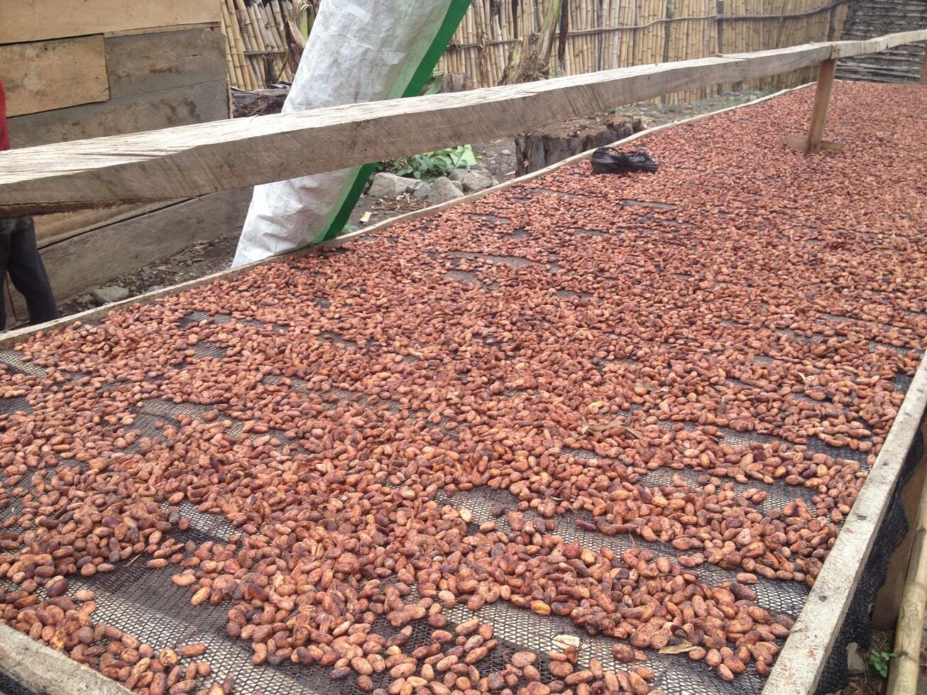 congo-drying-cocoa-wilkins.jpg
