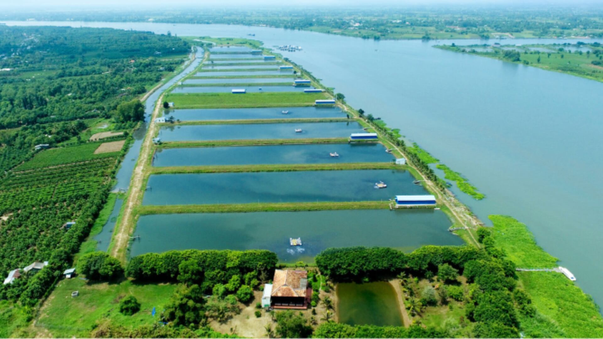 Vinh Hoan’s fish farm in the Dong Thap province along the Mekong River.