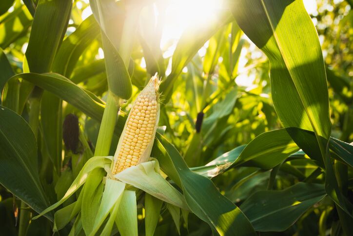 Data, ag-tech & direct sourcing: How PepsiCo is climate change-proofing its crops 