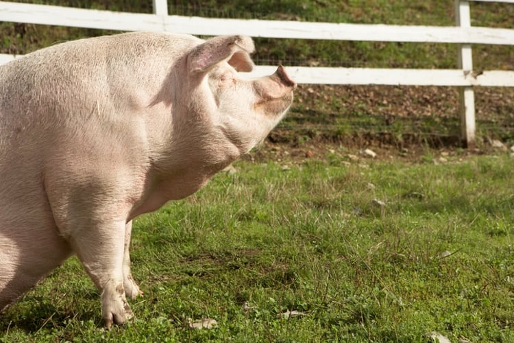 Taiwan opens doors to British pork