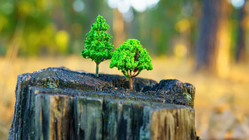 EUDR and getting it right: Four lessons from the RSPO