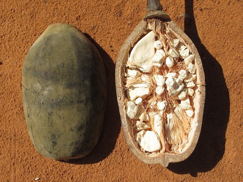 Could 2020 be year of the baobab? 