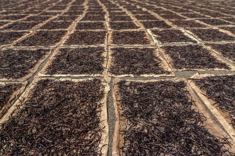 vanilla-beans-drying-GettyImages-482528518_pierivb.jpg