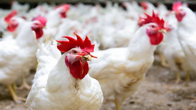 AI strikes troubled Russian poultry business