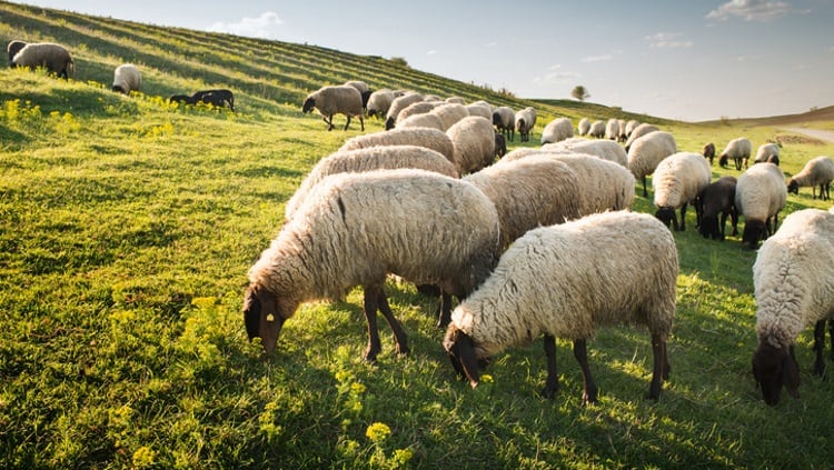AHDB and NFU partner to create sheep industry group