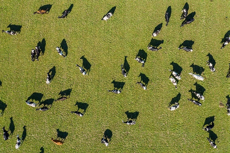 First B-Corp certified farm in Europe leads on sustainability and animal welfare