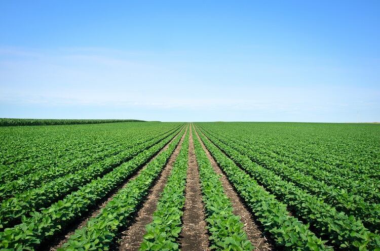 France, Austria call for a European plant-based protein strategy