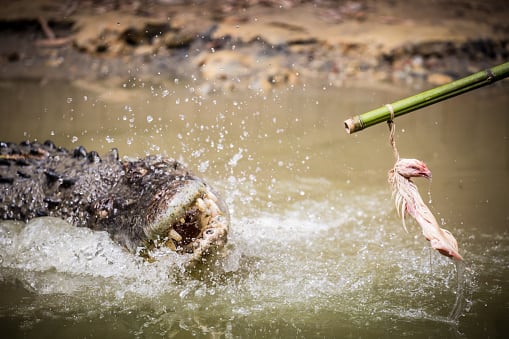 Crocodile.jpg