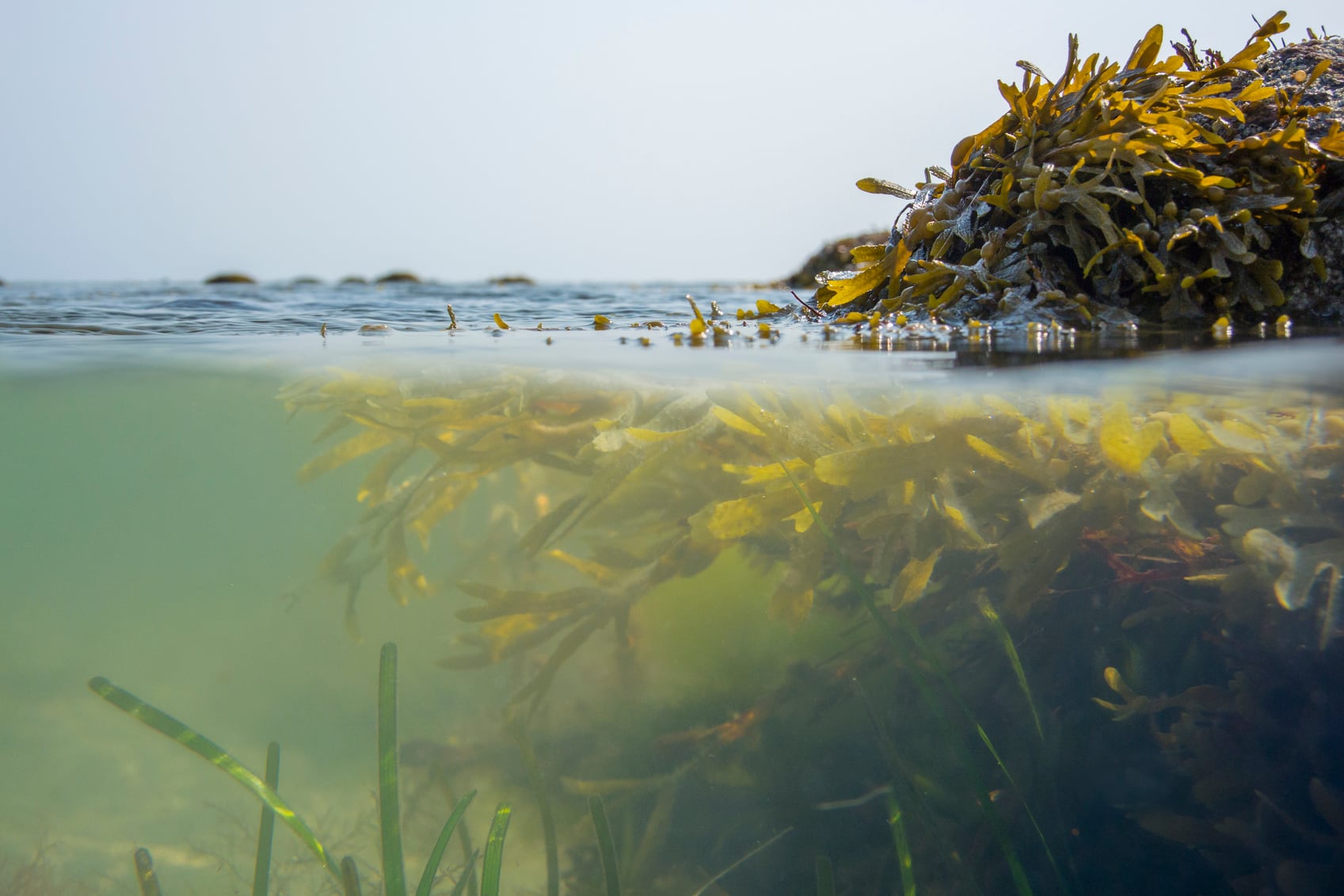 ‘Europe has huge potential and a long way to go’: Algaia eyes growth in algae ingredients