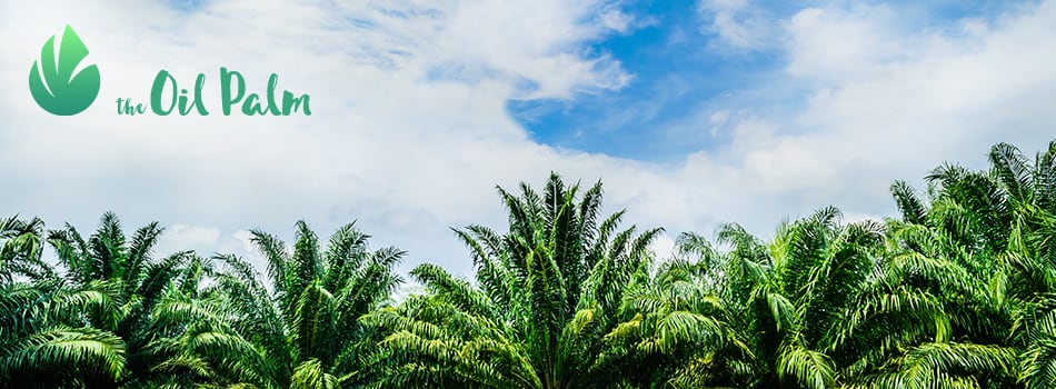Opinion: Why palm oil taxes are neither effective nor just