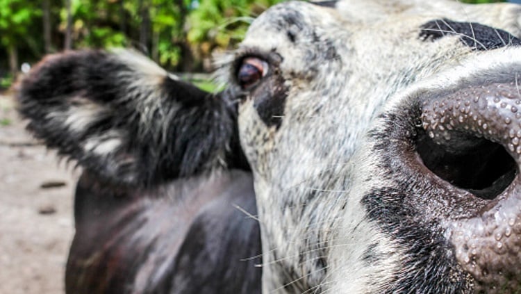 What does Scotland’s BSE case mean for international trade?