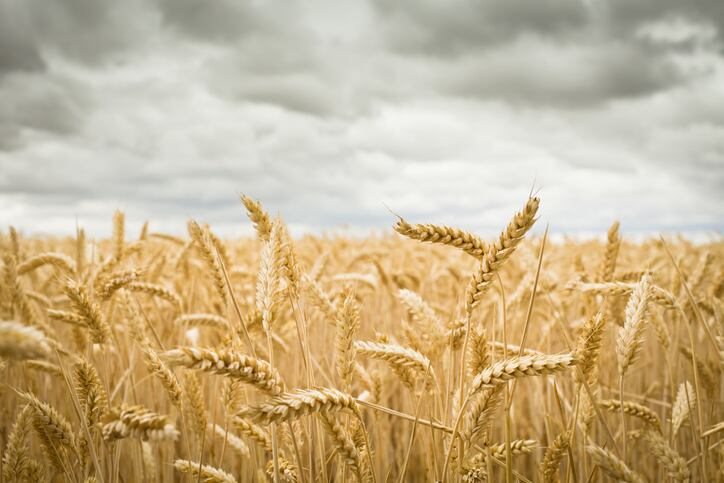 Dovetailing-Russian-invasion-US-drought-could-threaten-wheat-supplies-raise-prices.jpg