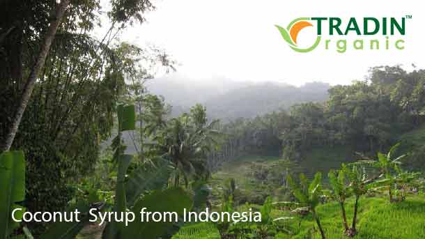 Organic Coconut Syrup With A Story