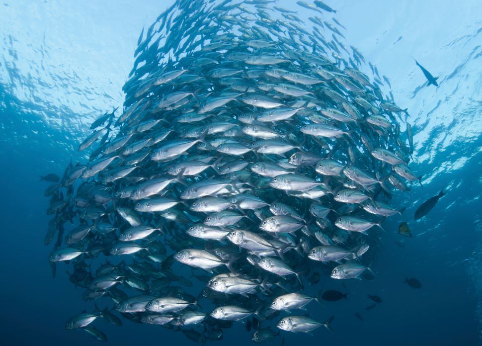 Global standards on seafood traceability launched: ‘Knowing your supply chain is a must’