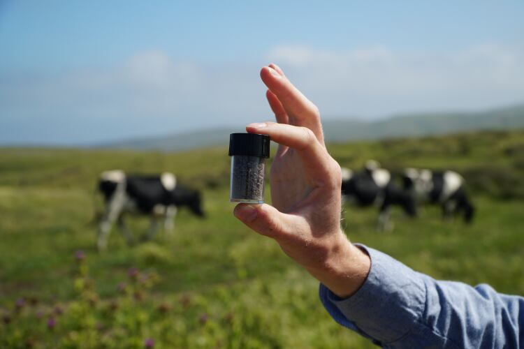 'We plan to sharply increase production in 2023-24': Methane-reduced beef trial in Sweden ‘sold out in less than a week’