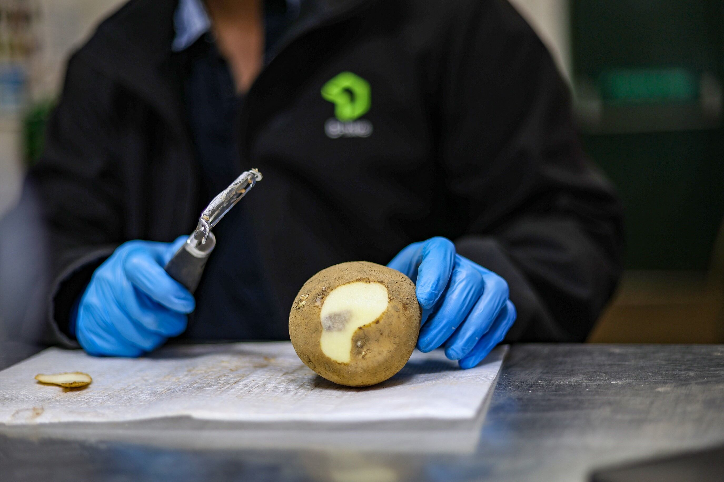 'Bruising contributes to enormous losses in productivity': New project aims to reduce potato waste